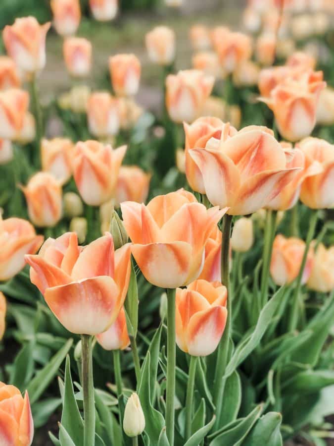 Have you ever wanted to visit Holland in springtime? Well, look no further than Holland, Michigan for tulip lanes, Dutch villages, and wooden shoes galore. Here are 35+ Photos To Inspire You To Visit Holland, Michigan during their Tulip Time Festival in May.