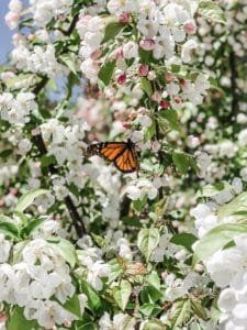 A Mackinac Island Bucket List. What to see, where to stay, and what to do on Mackinac Island. Plus, an honest review of Mission Point Resort on Mackinac Island in Northern Michigan.