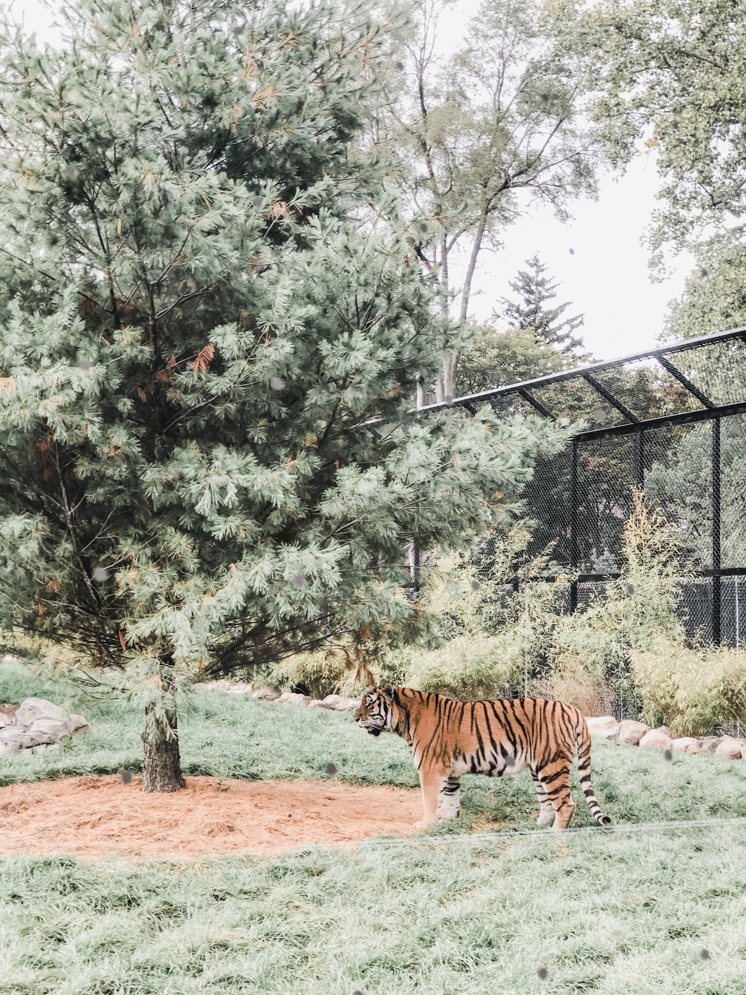 We love visiting the Detroit Zoo especially in the fall. This autumn was extra special because they opened the new Deveraux Tiger Forest. The new tiger exhibit features a spacious landscape that resembles their native home of Russia with waterfalls, pools, and wooded areas.
