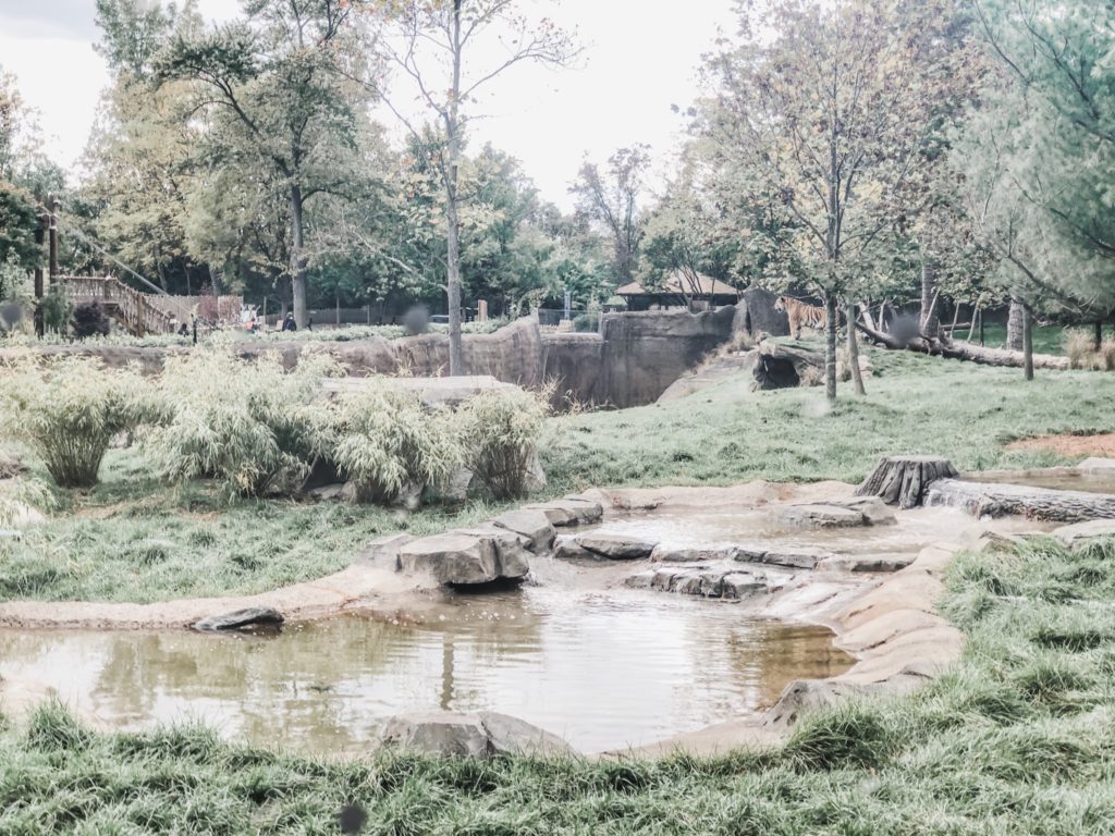 We love visiting the Detroit Zoo especially in the fall.  This autumn was extra special because they opened the new Deveraux Tiger Forest.  The new tiger exhibit features a spacious landscape that resembles their native home of Russia with waterfalls, pools, and wooded areas.  