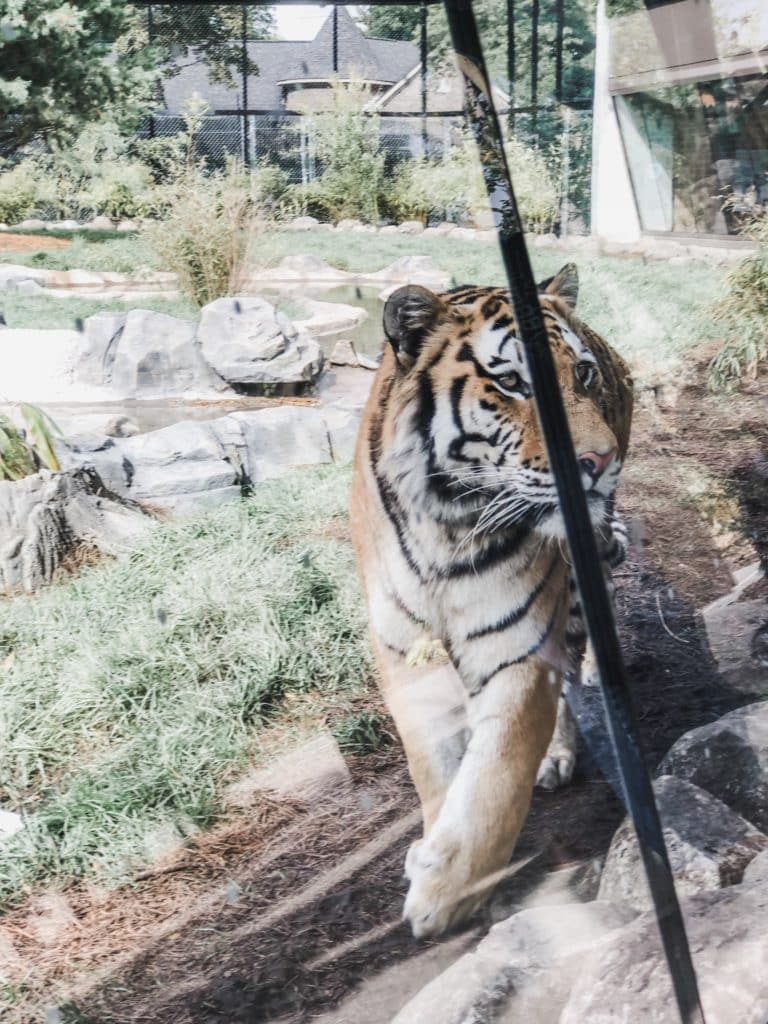 We love visiting the Detroit Zoo especially in the fall.  This autumn was extra special because they opened the new Deveraux Tiger Forest.  The new tiger exhibit features a spacious landscape that resembles their native home of Russia with waterfalls, pools, and wooded areas.  