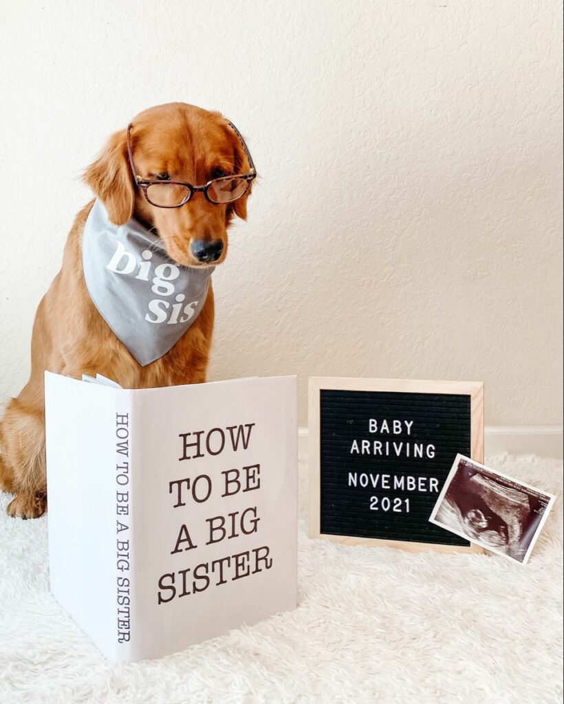 funny dog pregnancy announcement